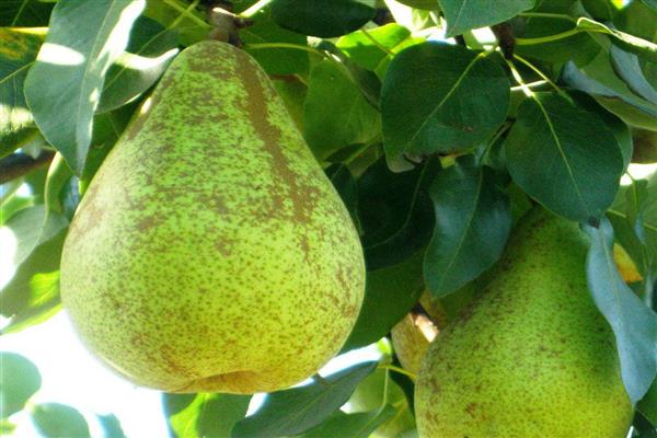 Pear Lyuber photo