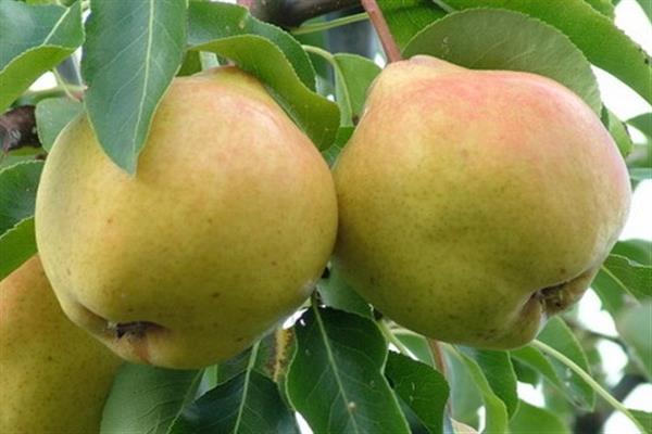 Poire Marianne photo