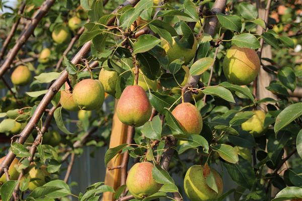 Pear Autumn Yakovleva photo