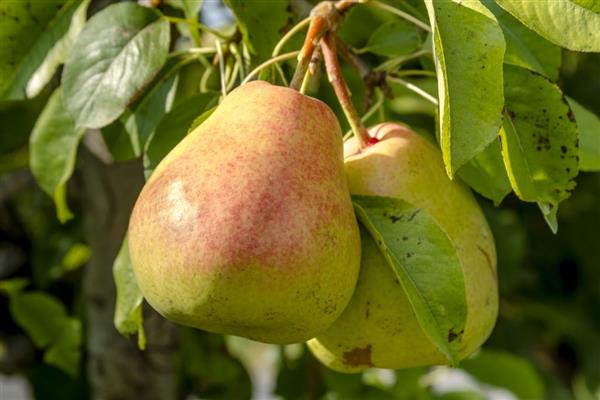 Pear Autumn Yakovleva photo