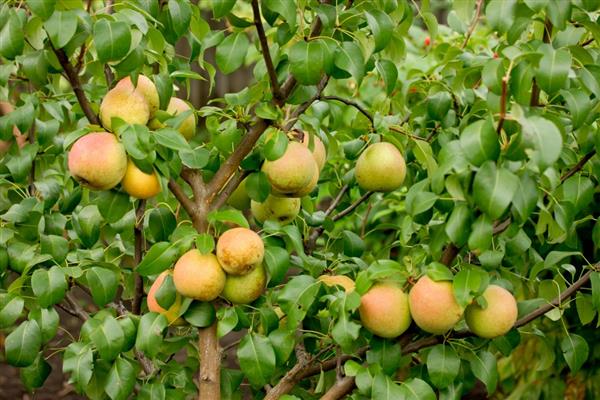 Pear Otradnenskaya photo