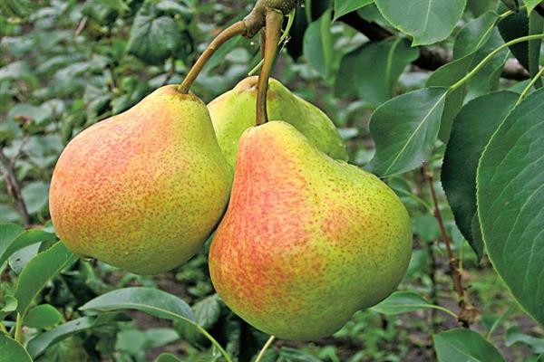 Pear in Memory of Yakovlev photo