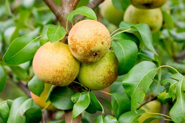 Hanging pear photo