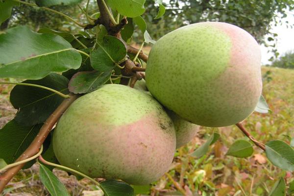 Birne Rossoshanskaya großes Foto