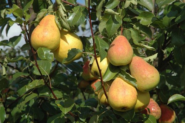 Pear Severyanka red-cheeked photo