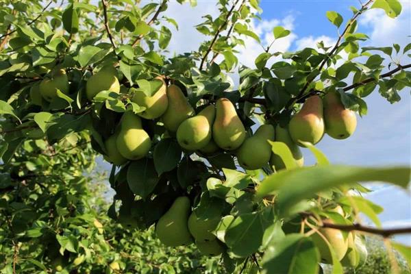 Pear Fabulous photo