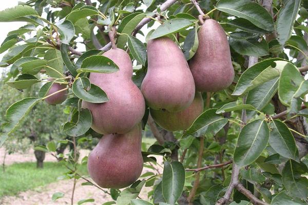 Pear Talgar beauty photo