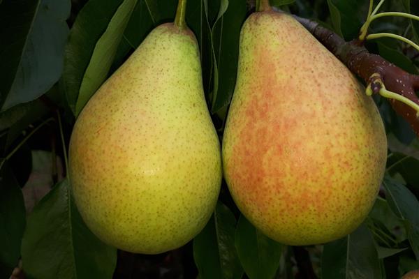 Larawan ng Pear Victoria