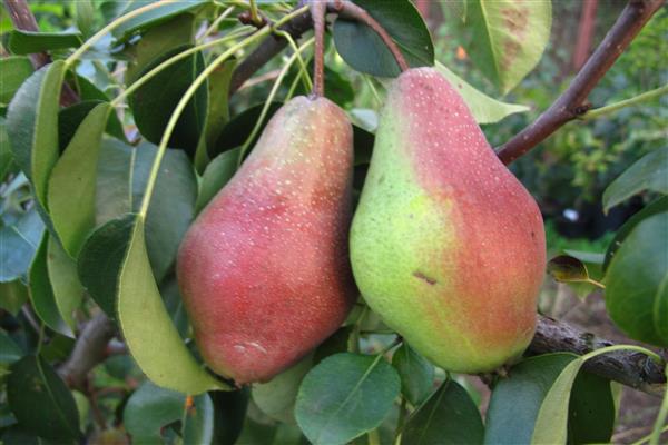 Pear Yakovlevskaya photo