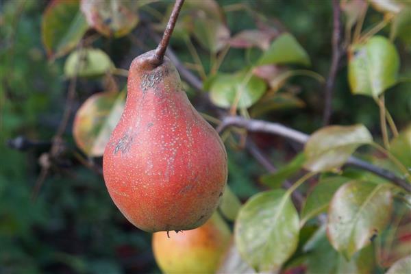 Larawan ng Pear Yakovlevskaya