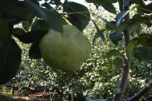 Pear Winter Cuban-shaped photo