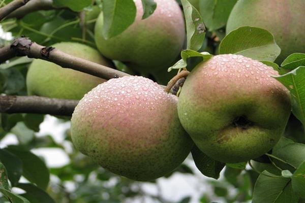 Birne Großfrüchtige Susova Foto