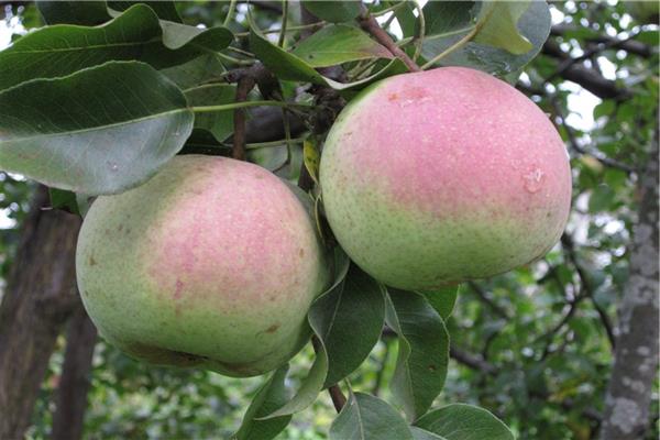 Birne Großfrüchtige Susova Foto