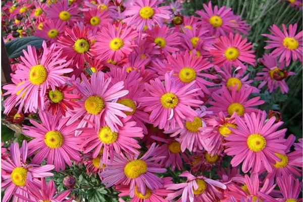 Pink daisy photo