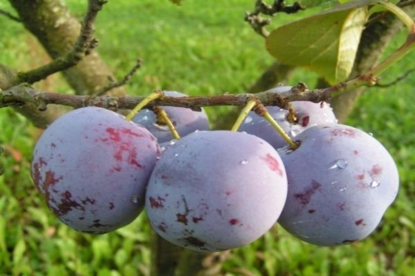 Ballade aux prunes photo