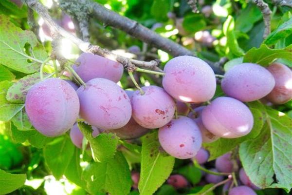 Plum Dimchatka photo