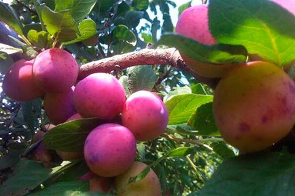 Plum Renklode Kursakova photo