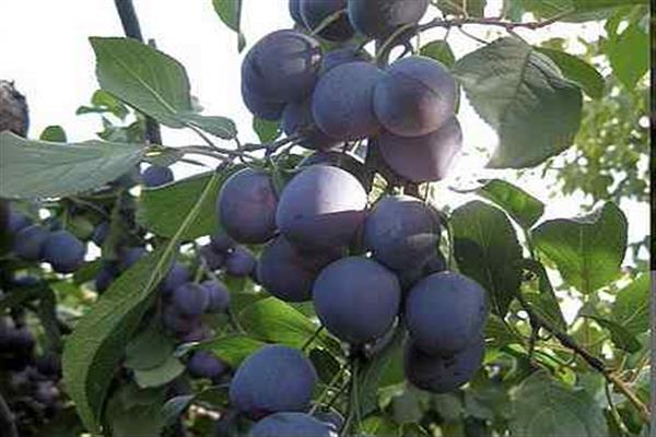 Plum Zhiguli photo