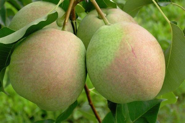 Pear Bergamot Rossoshansky photo