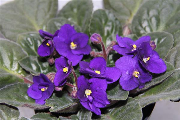 Violet Purple photo