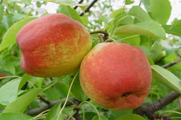 Pear Academic photo