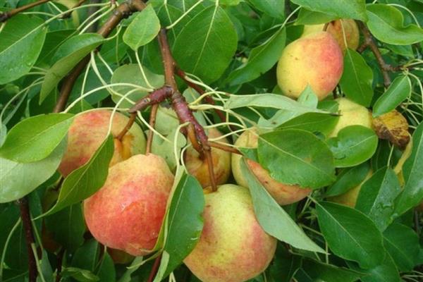 Pear Academic photo