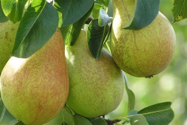 Pear Allegro photo