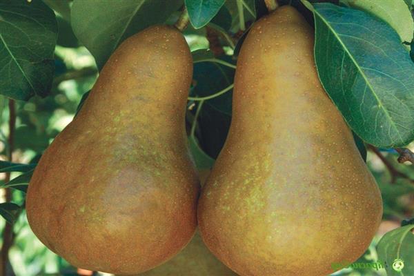 Larawan ng Pear Bere Bosk