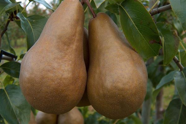 Pear Bere Bosk photo