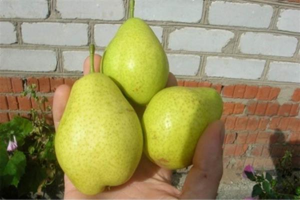 Pear Dobryanka photo