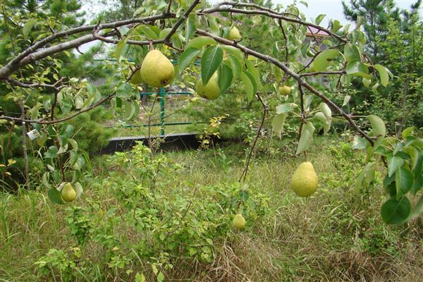 Pear Cupid's daughter photo