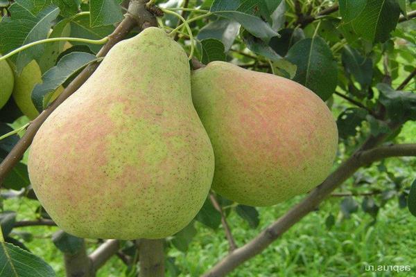 Pear Daughter Mahusay na larawan