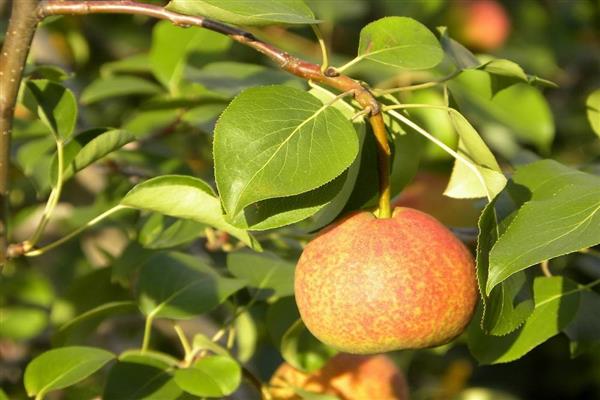 Pear Goryachevodskaya photo