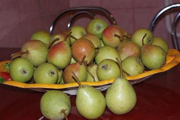 Larawan ng pear Ilyinka