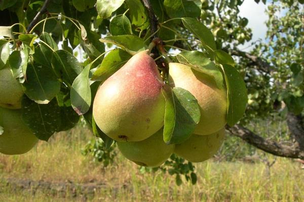 Larawan ng kagandahan ng Pear Forest