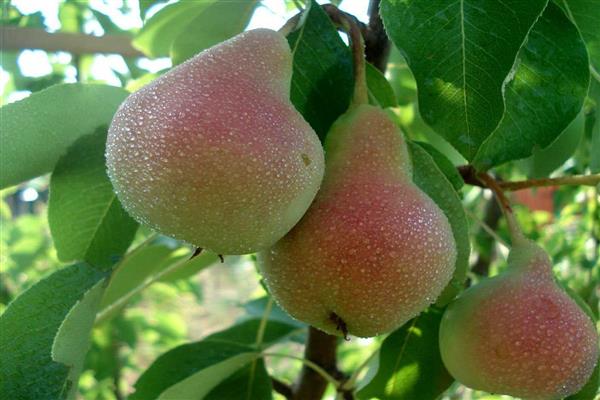 Larawan ng kagandahan ng Pear Forest