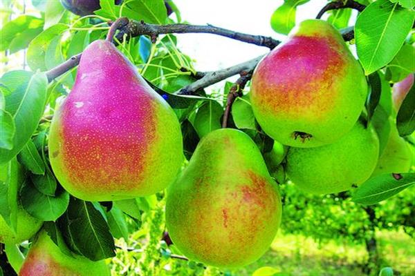 Pear Leuven photo