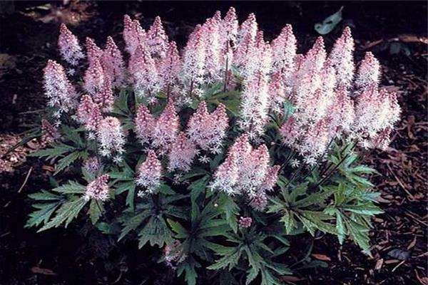 Black cohosh Heart-leaved photo