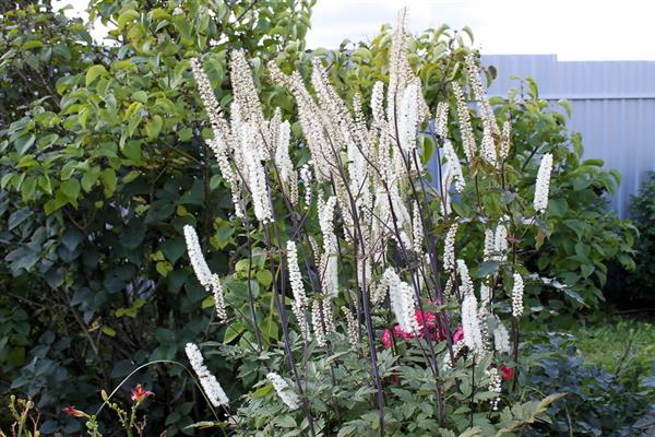 Japanese black cohosh