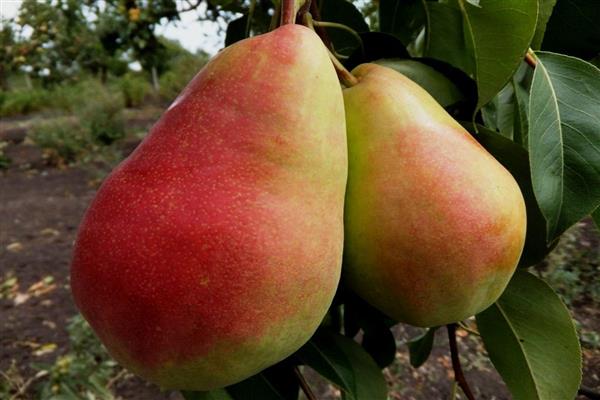 Pear Bere Giffard photo