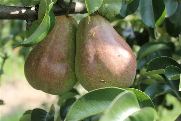 Larawan ng Pear Bryansk Beauty