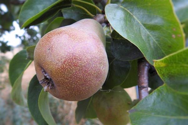 Larawan ng Pear Bryansk Beauty