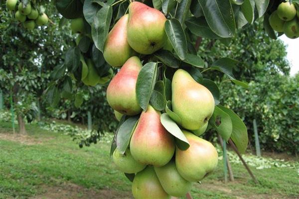 Pear Decor photo