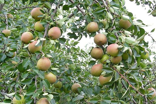 Birne Dubovskaya frühes Foto