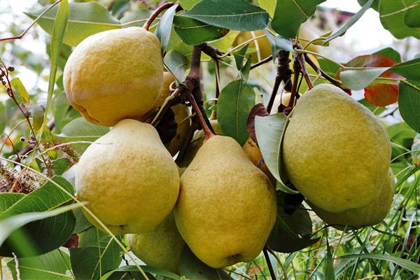 Pear Grand Champion photo