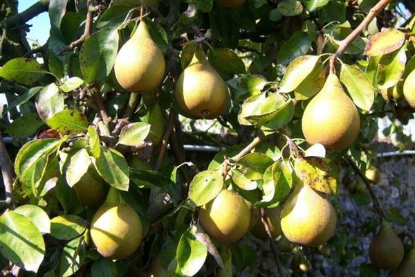 Pear Caucasus photo