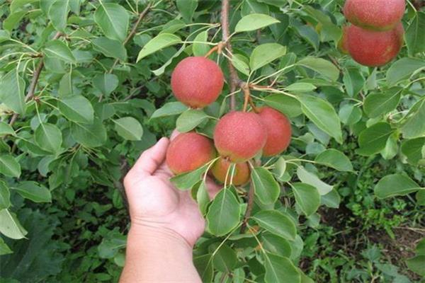 Larawan ni Pear Krasulia