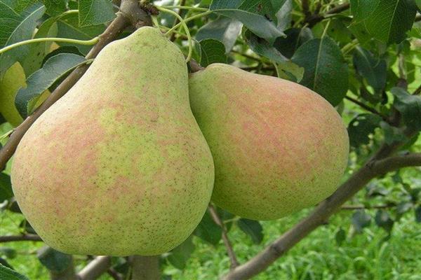 Larawan ng Pear Veles