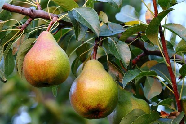 Pear Bere Giffard photo