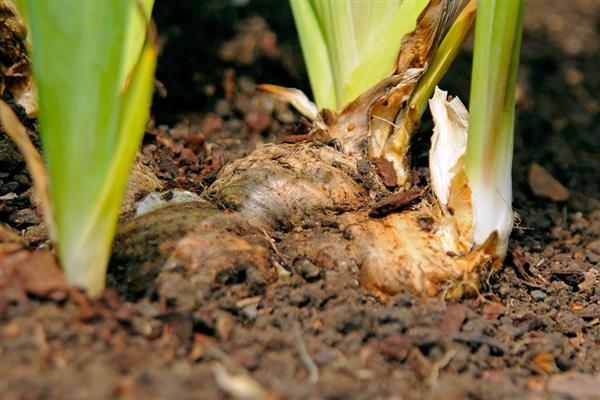 Iris photo transplant